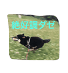 黒柴ひじきスタンプ（個別スタンプ：3）