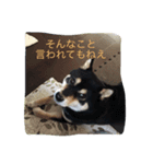 黒柴ひじきスタンプ（個別スタンプ：5）