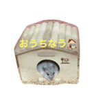 わが家のハムちゃんスタンプ（個別スタンプ：1）