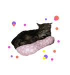 ねこのはるさん2（個別スタンプ：1）
