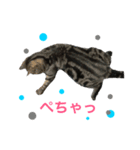 ねこのはるさん2（個別スタンプ：3）