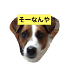 ヴィヴィからの一言（個別スタンプ：16）