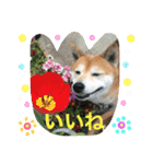 柴犬のコタロー2（個別スタンプ：1）