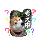 柴犬のコタロー2（個別スタンプ：2）