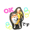 柴犬のコタロー2（個別スタンプ：3）