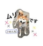 柴犬のコタロー2（個別スタンプ：4）