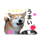 柴犬のコタロー2（個別スタンプ：5）