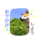 柴犬のコタロー2（個別スタンプ：6）