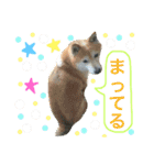 柴犬のコタロー2（個別スタンプ：8）