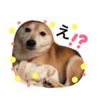 柴犬のコタロー2（個別スタンプ：9）