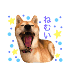 柴犬のコタロー2（個別スタンプ：10）