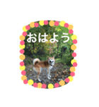 柴犬のコタロー2（個別スタンプ：11）