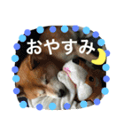 柴犬のコタロー2（個別スタンプ：12）