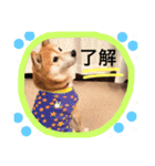柴犬のコタロー2（個別スタンプ：13）