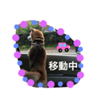 柴犬のコタロー2（個別スタンプ：14）