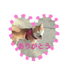 柴犬のコタロー2（個別スタンプ：15）