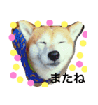 柴犬のコタロー2（個別スタンプ：16）