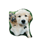 Goldenpuppy（個別スタンプ：1）