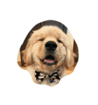 Goldenpuppy（個別スタンプ：2）
