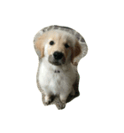 Goldenpuppy（個別スタンプ：3）