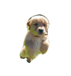 Goldenpuppy（個別スタンプ：5）
