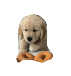 Goldenpuppy（個別スタンプ：6）