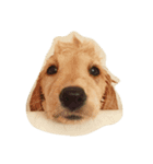 Goldenpuppy（個別スタンプ：7）