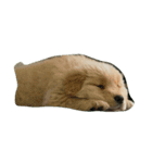 Goldenpuppy（個別スタンプ：8）