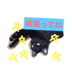 黒猫のくろまめちゃん パート3（個別スタンプ：1）