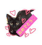 黒猫のくろまめちゃん パート3（個別スタンプ：5）