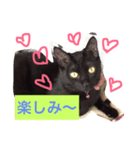 黒猫のくろまめちゃん パート3（個別スタンプ：7）