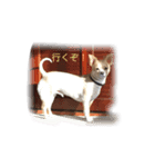 こてこむ（個別スタンプ：7）