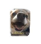 こてこむ（個別スタンプ：8）