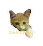 ネコ一家（個別スタンプ：1）