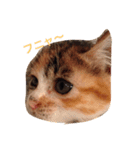 ネコ一家（個別スタンプ：14）