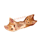 ネコ一家（個別スタンプ：16）