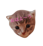 らむ.うぶ.はる.（個別スタンプ：1）