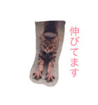 らむ.うぶ.はる.（個別スタンプ：7）