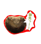 フトアゴのちぃーすけ（個別スタンプ：7）