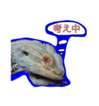 フトアゴのちぃーすけ（個別スタンプ：8）