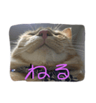音ピ猫（個別スタンプ：1）
