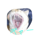 音ピ猫（個別スタンプ：2）