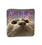 音ピ猫（個別スタンプ：4）