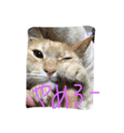 音ピ猫（個別スタンプ：5）