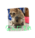 音ピ猫（個別スタンプ：6）