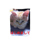 音ピ猫（個別スタンプ：7）