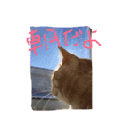 音ピ猫（個別スタンプ：8）