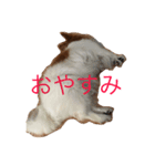 くぅー（個別スタンプ：1）