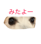 くぅー（個別スタンプ：6）