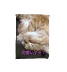トラの気持ち（個別スタンプ：5）